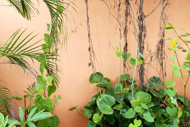 Plants growing on a tree