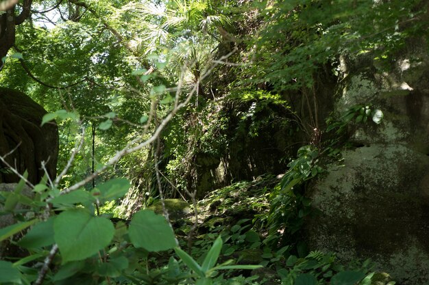 Plants growing on tree