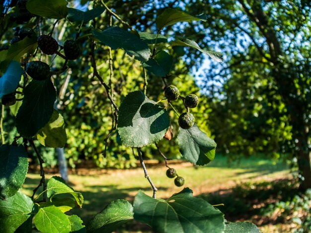 Plants growing on tree