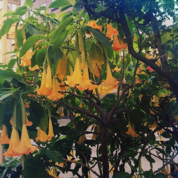 Foto piante che crescono su un albero