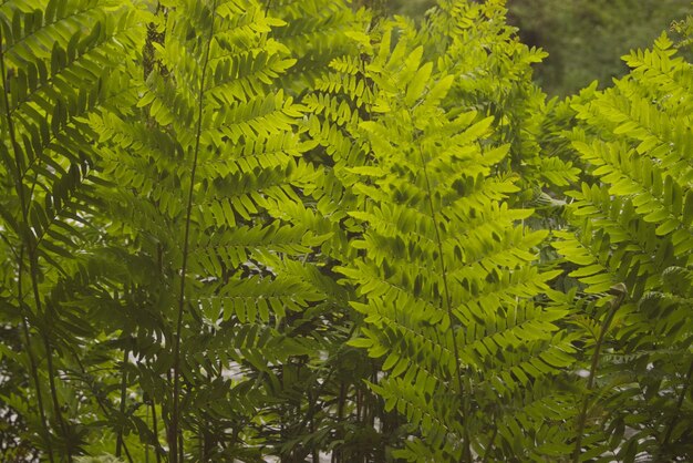 Plants growing on tree