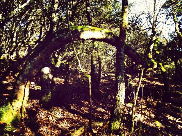 Foto piante che crescono sugli alberi