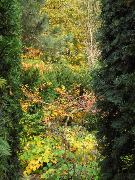 Photo plants growing on tree