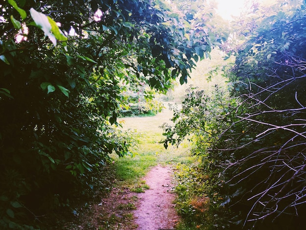 Photo plants growing on tree