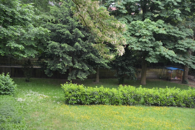 Photo plants growing on a tree