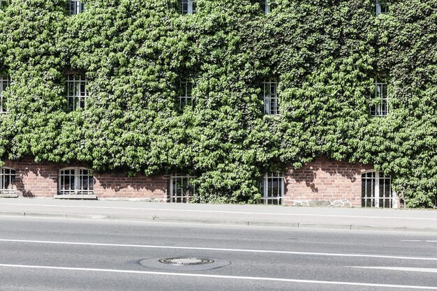 Plants growing on a tree