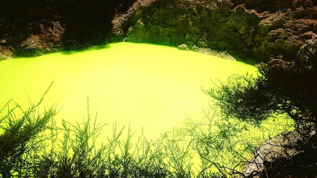 Foto piante che crescono sugli alberi