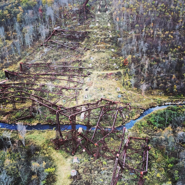 Foto piante che crescono sugli alberi