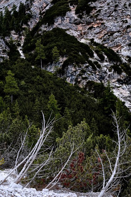 Plants growing on tree