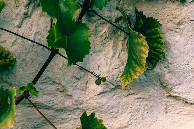 Plants growing on a tree