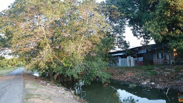 Plants growing on tree