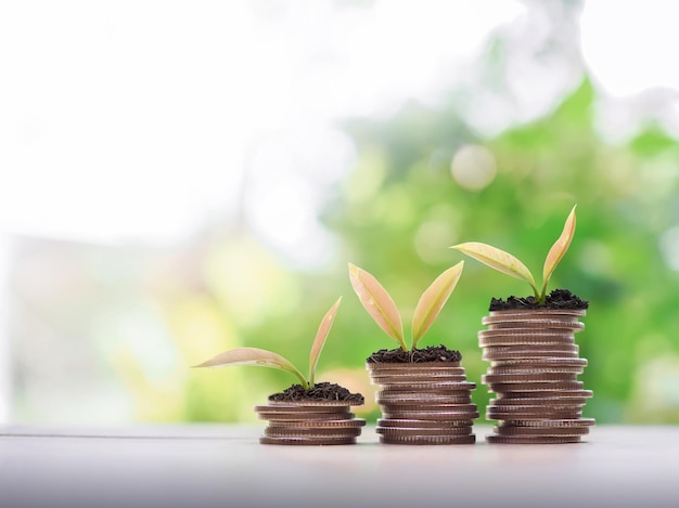 Plants growing up on stack of coins The concept of saving money Financial Investment and Business growing