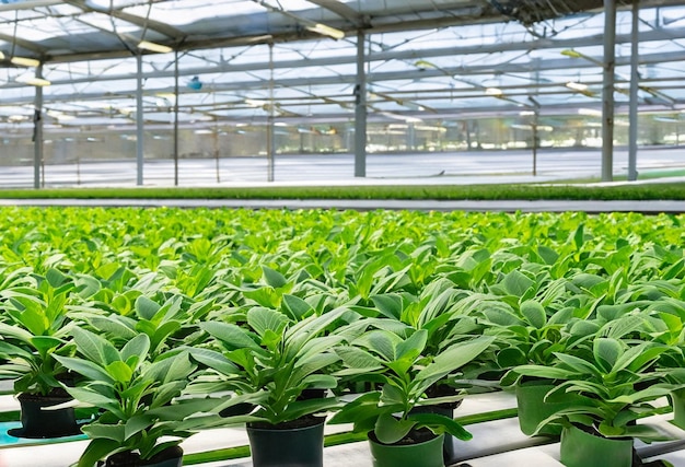 plants growing in a very large plant commercial greenhouse