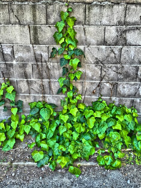 Photo plants growing on a wall