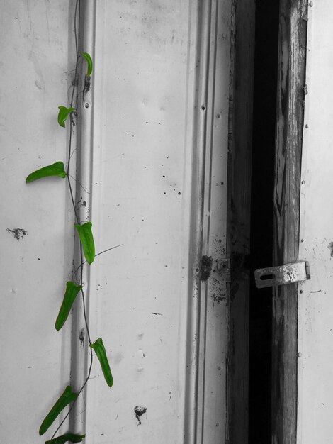 Plants growing on wall