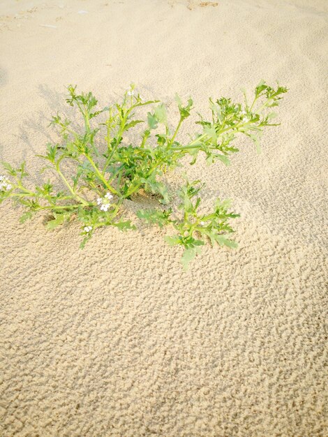 Photo plants growing on wall