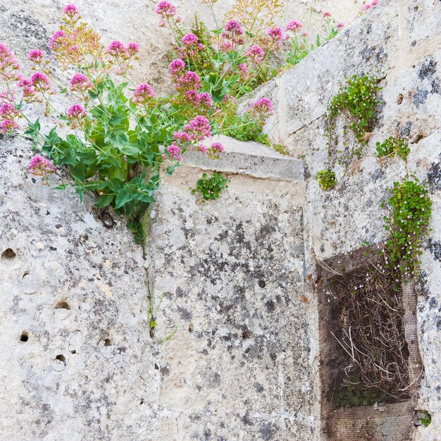 Plants growing on wall