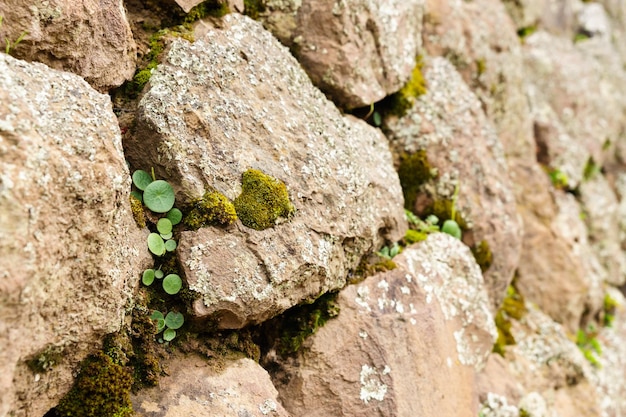 Photo plants growing on wall