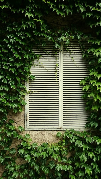 Photo plants growing on wall