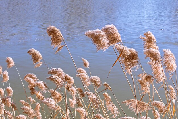 Plants growing in water