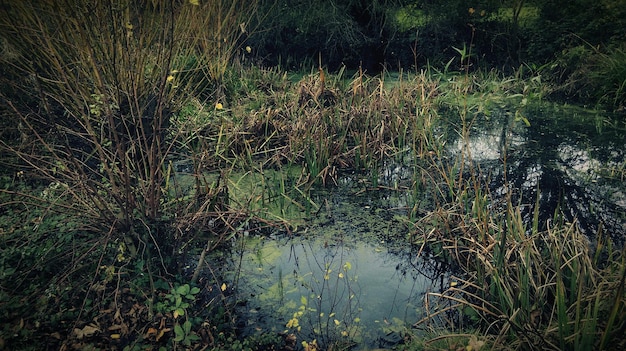 Photo plants growing in water