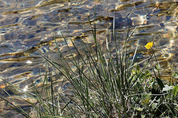 Photo plants growing in water