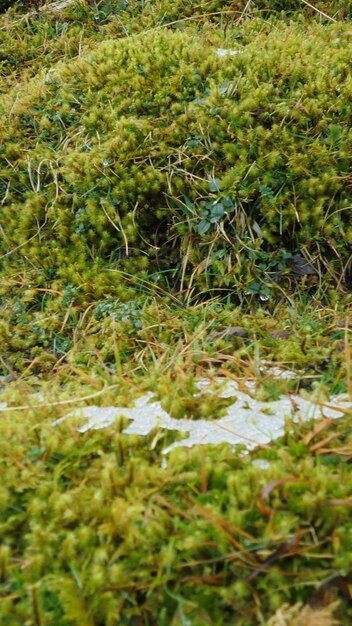 Foto piante che crescono in acqua