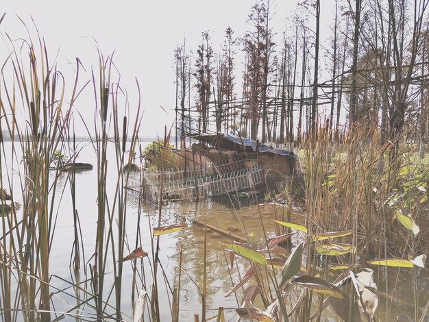 Photo plants growing in water