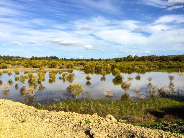 Plants growing in wetland against sky