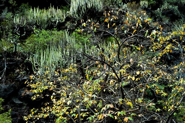 Foto piante che crescono in natura