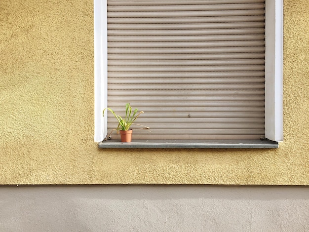 Plants growing on window sill