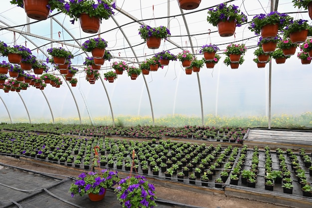 Plants in hanging brown pots Greenhouse filled with flowers plant in pots standing in rows and hanging