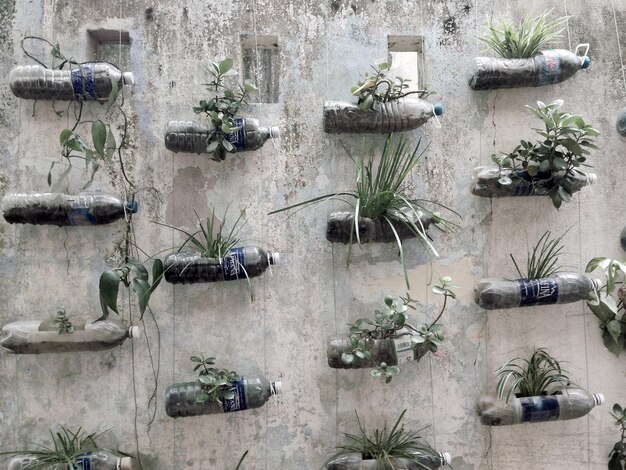 Photo plants hanging on wall