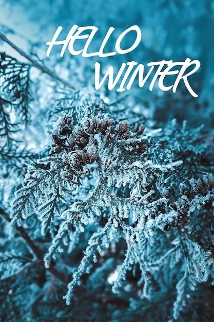 Plants in hoarfrost closeup on a mystical dark blue background The beginning of winter