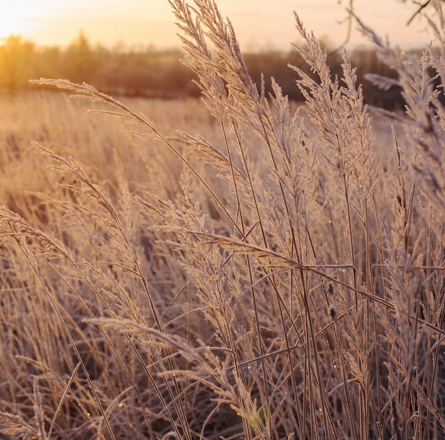 Plants in hoarfrost on winter field at sunset