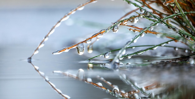 화단, 클로즈업, 가을 서리에 있는 얼음 속의 식물.