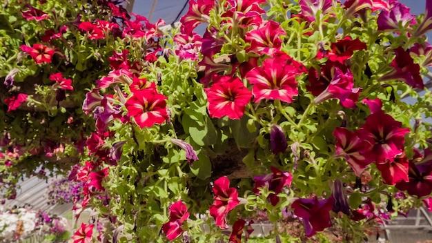 写真 園芸用品センターの温室の植物。