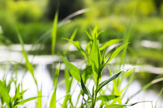 写真 川の背景にある森の植物