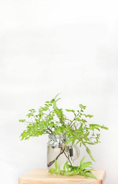 Photo plants in the interior green leaves in a glass vase minimalism style spring background