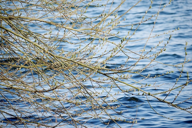 Plants over lake