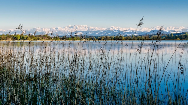 Foto piante sulla riva del lago contro il cielo durante il tramonto