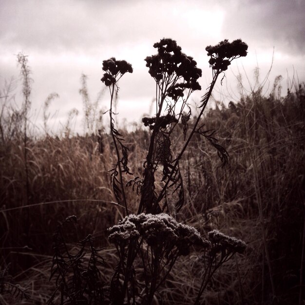 Photo plants on landscape against the sky