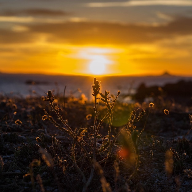夕暮れの風景の植物