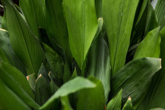 Plants leaves