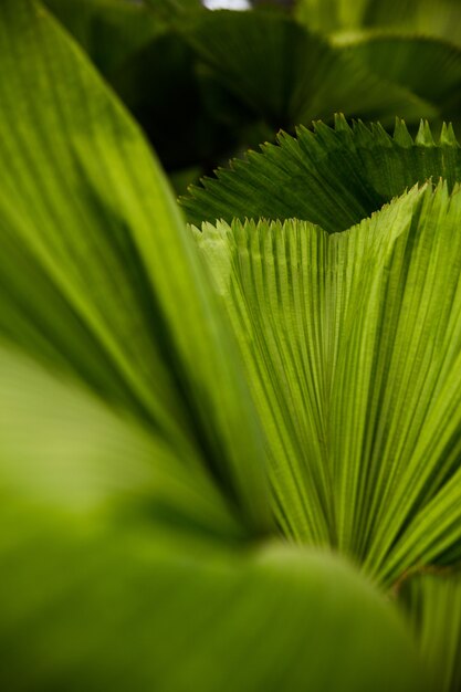 植物の葉