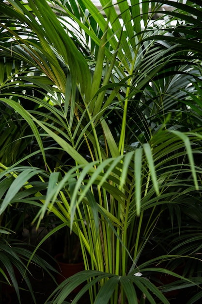 Plants leaves