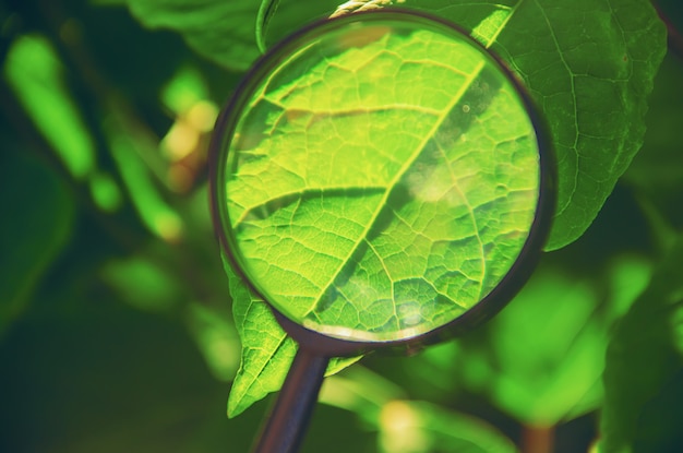 Plants under the magnifying glass. Increase. selective focus.