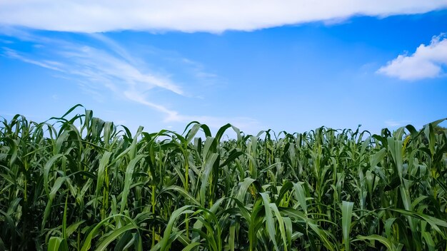 Photo plants of millet on the field against the blue sky with white cloudsthe concept of growing crops