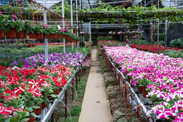 Plants nursery with blooming Petunia flowers