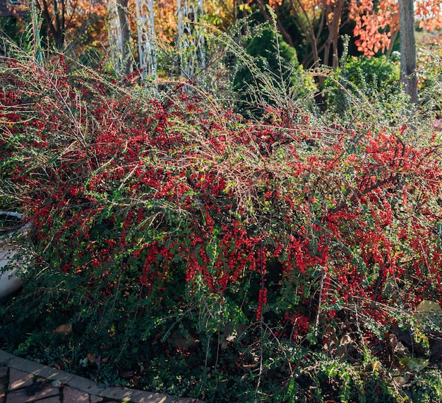 写真 緑色が鮮やかで輝く葉が多く,赤いベリーが生えている.公園には大きな灌木が育ち,装飾植物が育ちます.